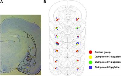 Evidence for the existence of facilitatory interactions between the dopamine D2 receptor and the oxytocin receptor in the amygdala of the rat. Relevance for anxiolytic actions